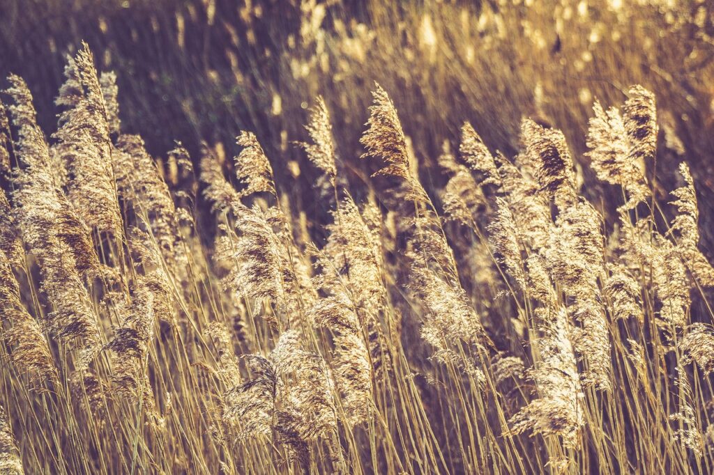 The strongest trees aren't the ones that never bend in the wind – they're the ones that learn to dance with it.